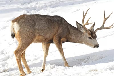 Mule Deer by Brian Wolf art print