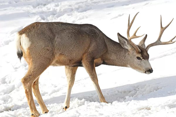 Mule Deer