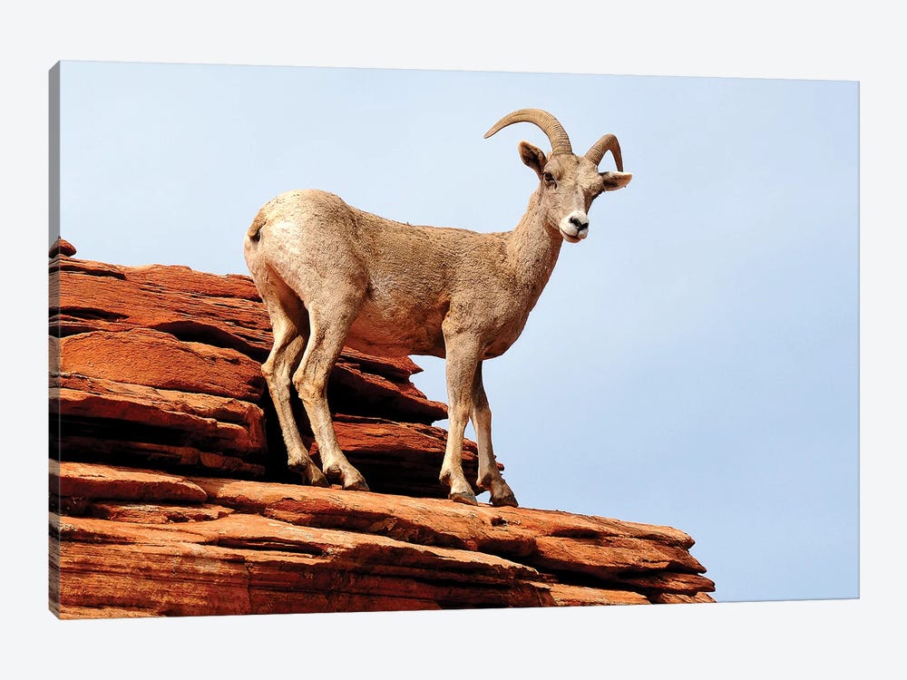 Out On A Ledge by Brian Wolf 1-piece Canvas Wall Art