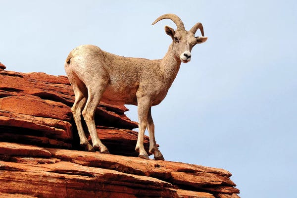 Goats: Out On A Ledge by Brian Wolf