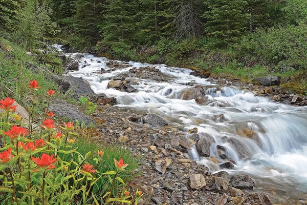 Brian Wolf: Paintbrush and Stream by Brian Wolf