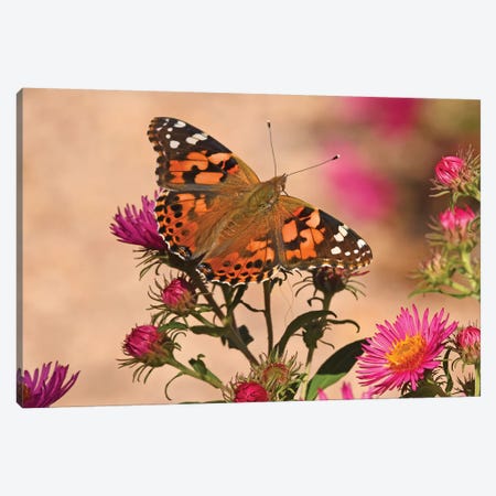 Painted Lady - colorado 2018 Canvas Print #BWF238} by Brian Wolf Art Print