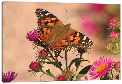 Painted Lady - colorado 2018 Canvas Art Print - Brian Wolf