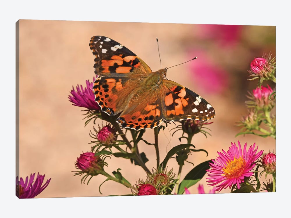 Painted Lady - colorado 2018 by Brian Wolf 1-piece Art Print