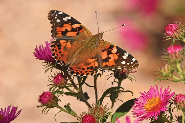 Colorado: Painted Lady - colorado 2018 by Brian Wolf