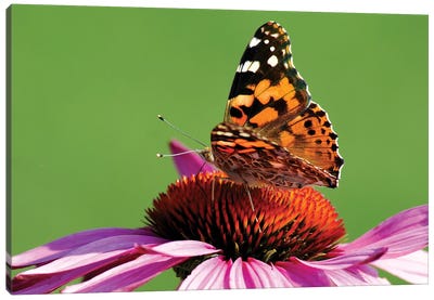 Painted Lady on Cone Flower Canvas Art Print - Brian Wolf