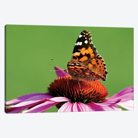 Painted Lady on Cone Flower Canvas Print #BWF239} by Brian Wolf Art Print