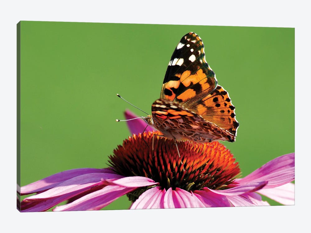 Painted Lady on Cone Flower by Brian Wolf 1-piece Canvas Art