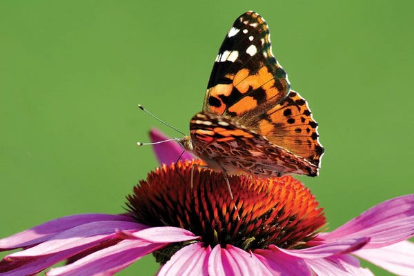Brian Wolf: Painted Lady on Cone Flower by Brian Wolf