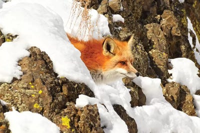 Peek A Boo Fox by Brian Wolf art print