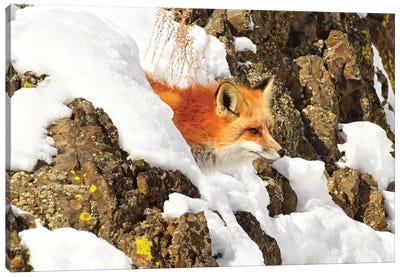 Peek A Boo Fox Canvas Art Print - Brian Wolf