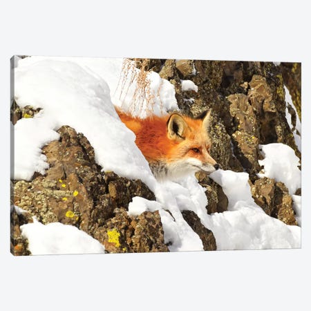 Peek A Boo Fox Canvas Print #BWF243} by Brian Wolf Canvas Art