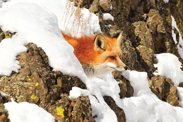 Brian Wolf: Peek A Boo Fox by Brian Wolf