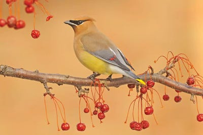Picking Berries by Brian Wolf art print