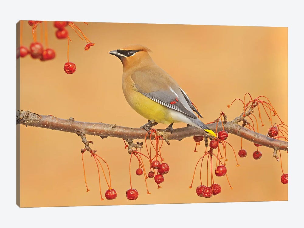 Picking Berries by Brian Wolf 1-piece Canvas Art Print