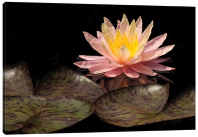 Pink Lily Canvas Art Print - Brian Wolf