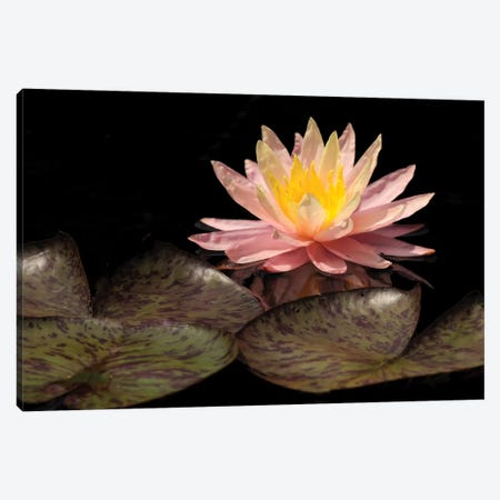 Pink Lily Canvas Print #BWF248} by Brian Wolf Canvas Wall Art