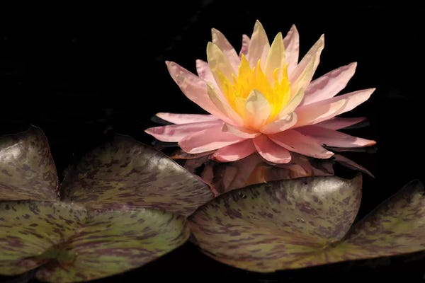 Water Lilies: Pink Lily by Brian Wolf