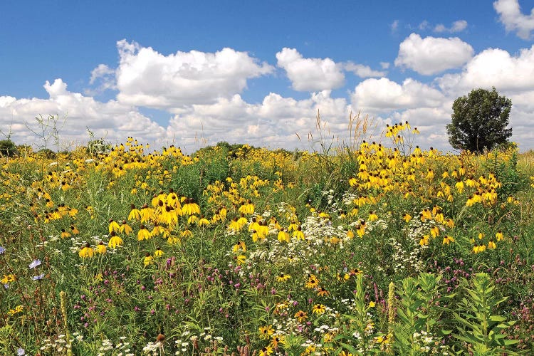 Prairie Flowers