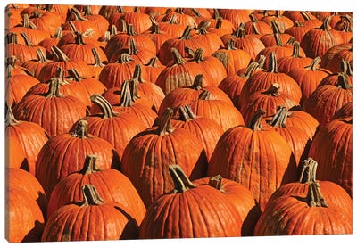 Pumpkins, Pumpkins, Pumpkins Canvas Art Print - Brian Wolf