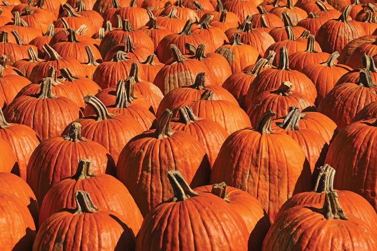 Pumpkins, Pumpkins, Pumpkins by Brian Wolf wall art