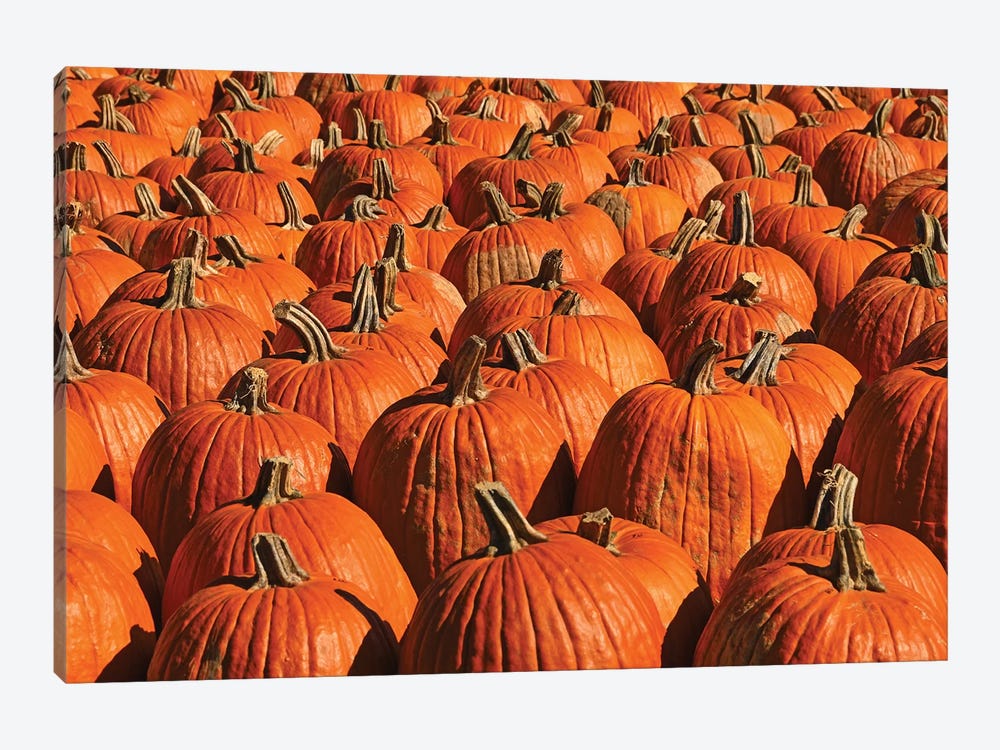 Pumpkins, Pumpkins, Pumpkins by Brian Wolf 1-piece Canvas Print