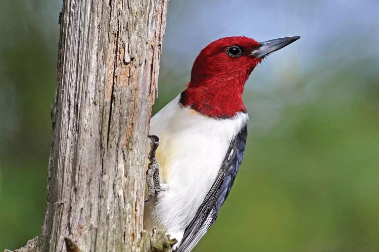 Red Headed Woodpecker