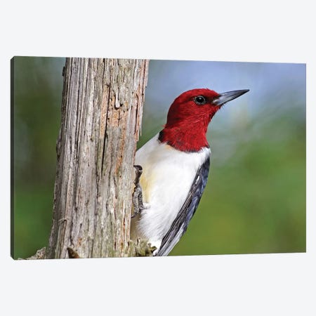 Red Headed Woodpecker Canvas Print #BWF258} by Brian Wolf Canvas Art Print