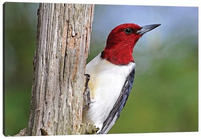 Red Headed Woodpecker Canvas Art Print - Woodpecker Art