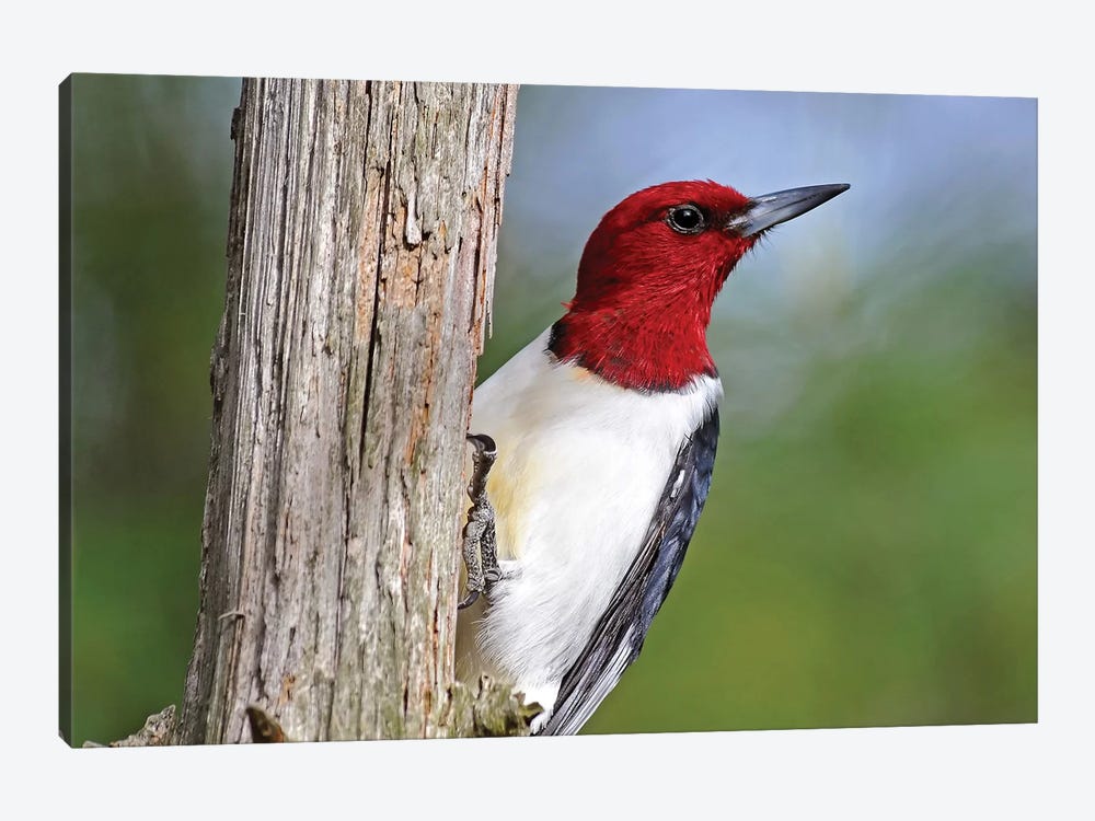 Red Headed Woodpecker by Brian Wolf 1-piece Canvas Print