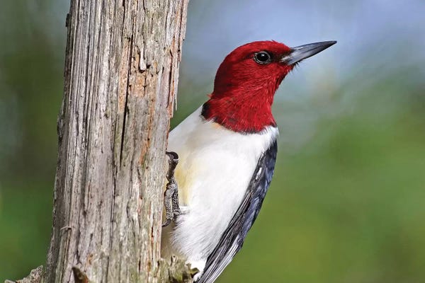 Brian Wolf: Red Headed Woodpecker by Brian Wolf