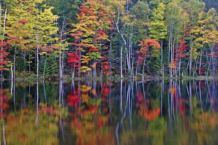 Reflections on Council Lake by Brian Wolf wall art