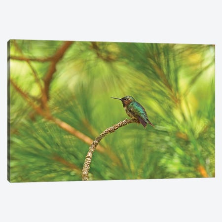 Resting Hummingbird Canvas Print #BWF265} by Brian Wolf Canvas Art Print
