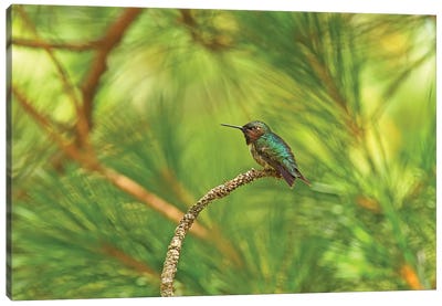 Resting Hummingbird Canvas Art Print - Brian Wolf