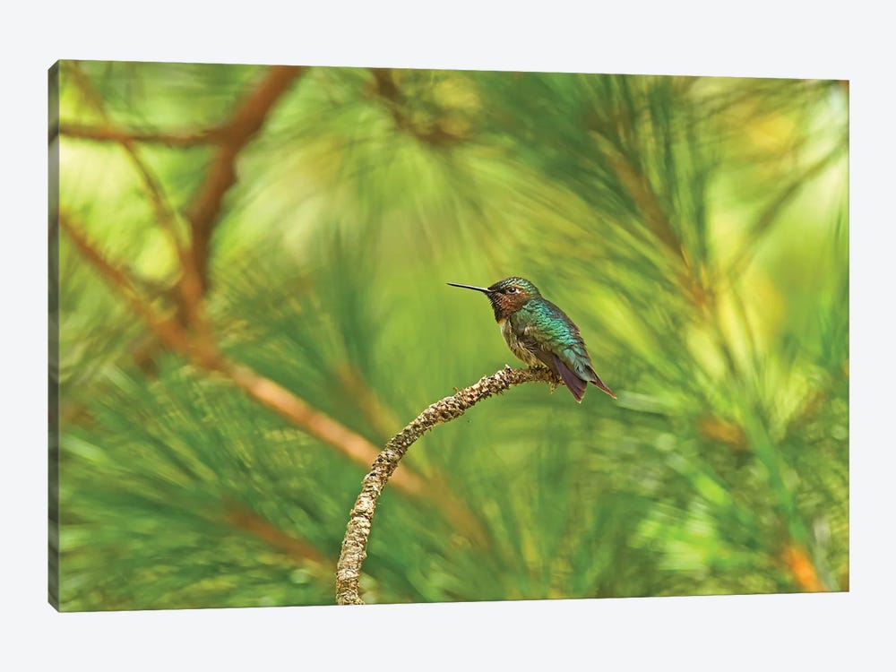 Resting Hummingbird by Brian Wolf 1-piece Canvas Art Print