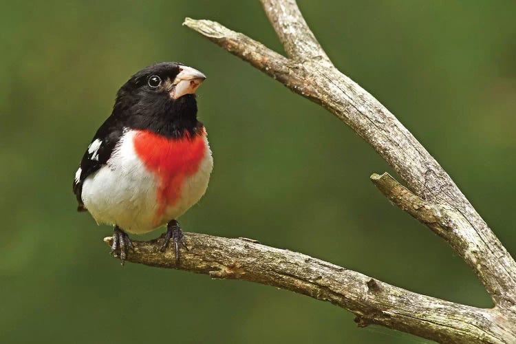 Rose Breasted Grosbeak