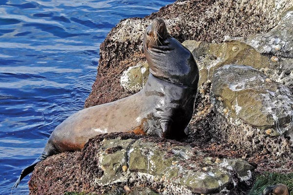 Seals & Sea Lions: Sea Lion by Brian Wolf