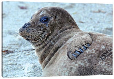 Seal Pup Canvas Art Print - Brian Wolf