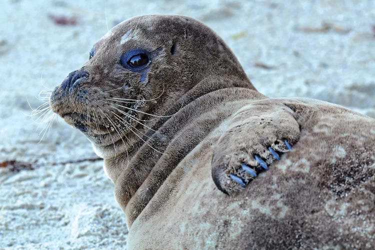 Seal Pup