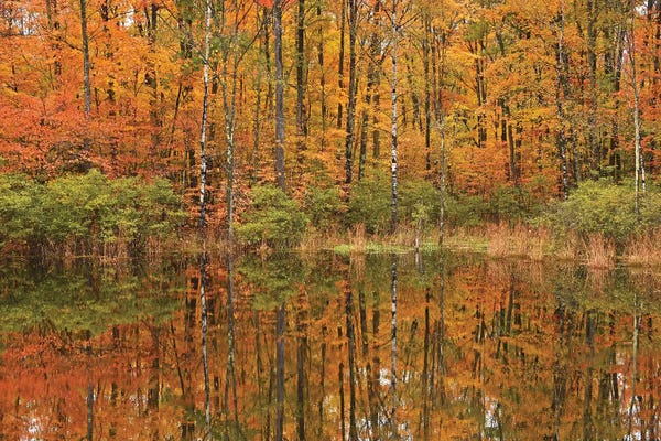 Ponds: Autumn Pond Reflections by Brian Wolf