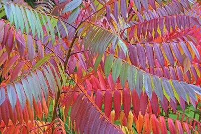Shades of Sumac by Brian Wolf art print