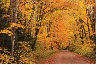 Shady Lane by Brian Wolf art print