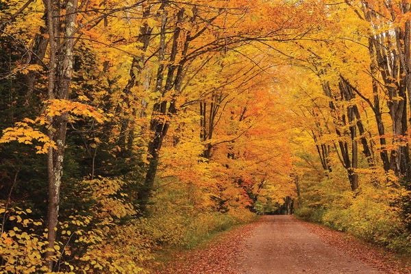 Brian Wolf: Shady Lane by Brian Wolf