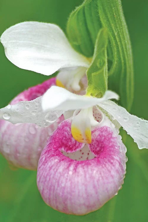 Showy Lady Slippers