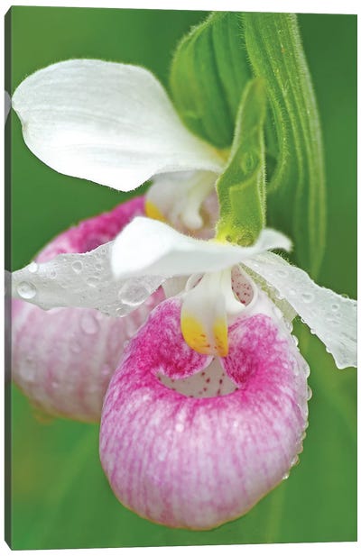 Showy Lady Slippers Canvas Art Print