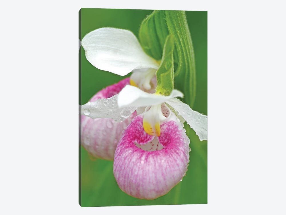 Showy Lady Slippers by Brian Wolf 1-piece Canvas Wall Art