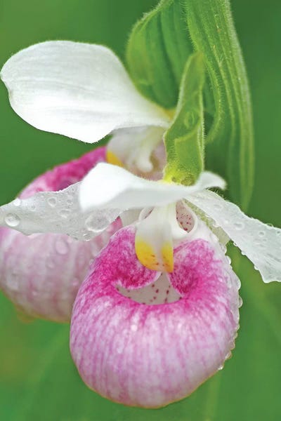 Floral Close-Ups: Showy Lady Slippers by Brian Wolf
