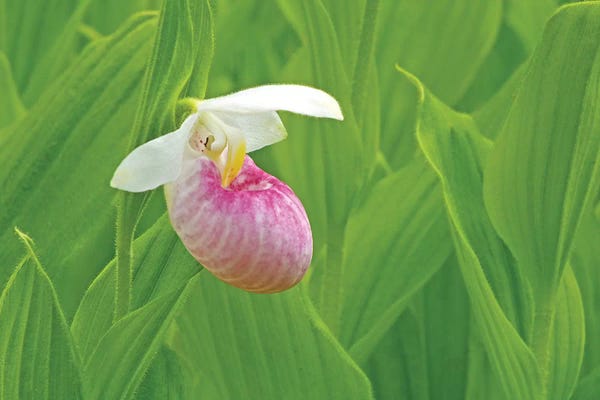 Floral Close-Ups: Single Lady Slipper by Brian Wolf