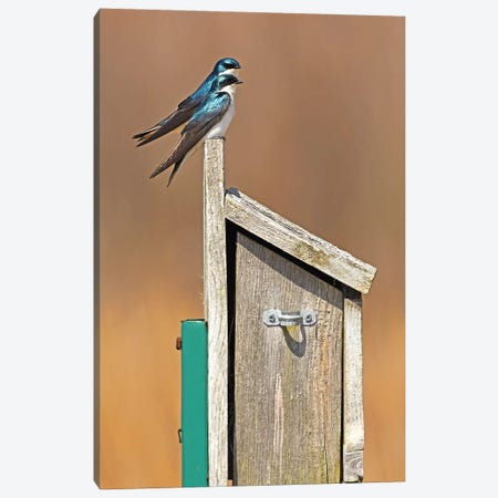 Sitting On The Porch Canvas Print #BWF285} by Brian Wolf Art Print