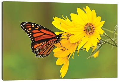Sitting Pretty Canvas Art Print - Monarch Butterflies